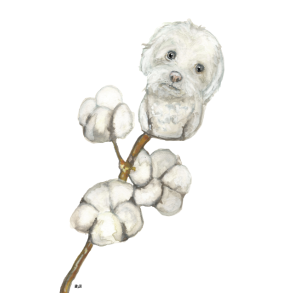 Bomuldshund / Coton de Tulear 