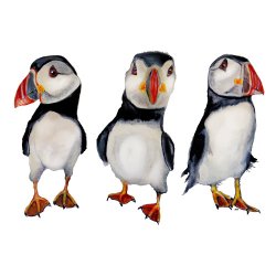 Puffins in september 
