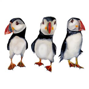 Puffins in september 