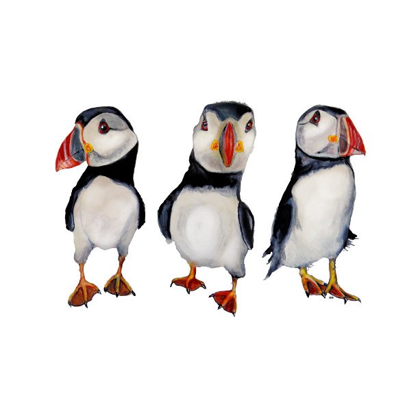 Puffins in september 