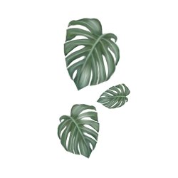Monstera 3
