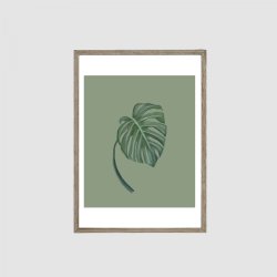Monstera 1