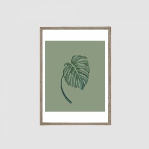 Monstera 1