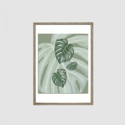 Monstera 2
