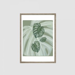 Monstera 2