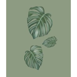 Monstera 3
