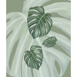 Monstera 2