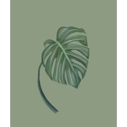Monstera 1