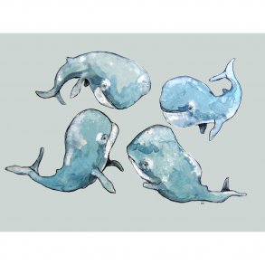  Whales 